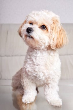 Bej renkli bir Maltipoo köpeğinin portresi odadaki cam bir masada duruyor.