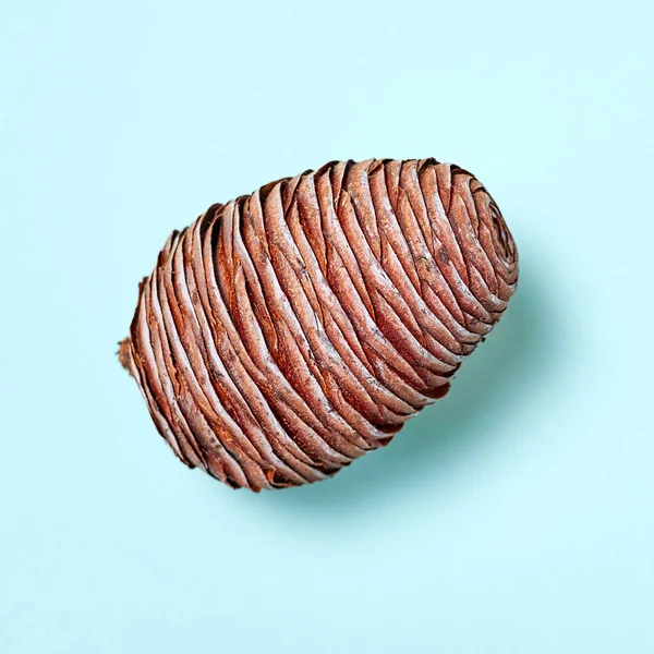 Stock image Close-up of cedar cone on blue background