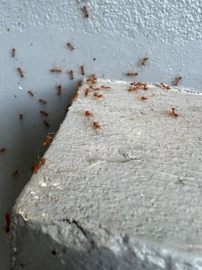 Beyaz duvardaki karıncalar