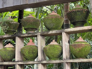 Bahçedeki eski yeşil tencereler