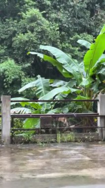 Ormanda yağmurlu bir gün. Meakampong Chiang Mai Tayland 'da muz ağacı yeşili yaprak..