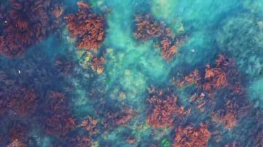 Havadan yukarıdan aşağıya bakış açısı, okyanus suyunun berrak turkuaz yüzeyinin altında kahverengi yosun ve alg oluşumlarının karmaşık desenlerini ortaya koyuyor. Yüksek kalite 4k görüntü