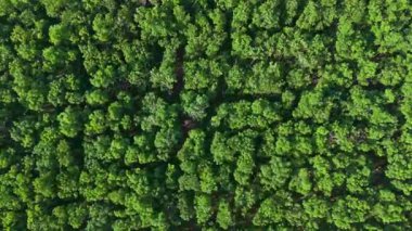Yoğun bir orman tepe örtüsünü gözler önüne seren tepeden aşağı bir manzara, yukarıdan bakıldığında zengin yeşil bir duvar halısı seriyor.