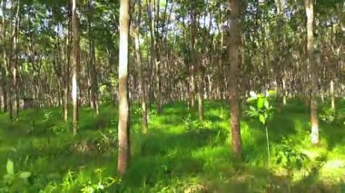 Drone view over a dense forest of rubber trees, revealing organized rows