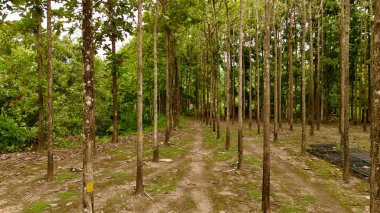 Uzun, ince ağaçların oluşturduğu ve ağaçların arasından geçen bir patika oluşturan meşe ağacının sakin manzarası. Yüksek kalite fotoğraf
