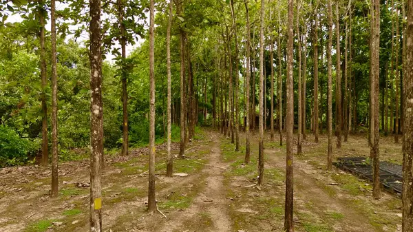 Uzun, ince ağaçların oluşturduğu ve ağaçların arasından geçen bir patika oluşturan meşe ağacının sakin manzarası. Yüksek kalite fotoğraf