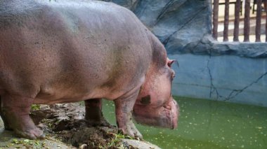Muazzam, pembemsi gri bir su aygırı bulanık yeşil bir havuzun kenarında duruyor ve içeri girmeye ya da su içmeye hazırlanıyor. Yüksek kalite fotoğraf