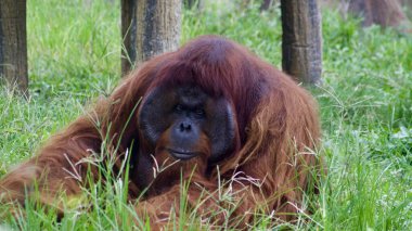 Kalın, kırmızımsı kahverengi kürklü ve ayırt edici yüz pedleri ile muhteşem bir orangutan yemyeşil çimlerin üzerinde duruyor, doğrudan kameraya bakıyor. Yüksek kalite fotoğraf