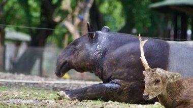 İki tonlu bir tapir, bir hayvanat bahçesinde ya da tapınakta boynuzları olan küçük kahverengi bir geyiğin yanında yatar. Yüksek kalite fotoğraf
