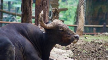 Büyük, güçlü bir siyah banteng vahşi sığır, kendine özgü boynuzlarını ve engebeli özelliklerini göstererek bir muhafaza içinde yerde yatar. Yüksek kalite fotoğraf