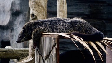 Tüylü, siyah kürklü bir binturong ayısı ahşap bir yapının üzerinde yarı-yakın gözleriyle yan tarafa bakıyor. Yüksek kalite fotoğraf