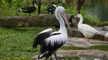 Siyah ve beyaz bir pelikan, yeşil çimenlerdeki kazlar ve ördekler gibi diğer su kuşlarıyla çevrili küçük bir su birikintisinin yanında belirgin bir şekilde duruyor. Yüksek kalite fotoğraf