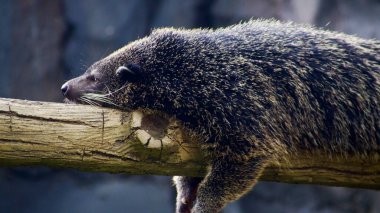Tüylü, siyah kürklü bir binturong ayısı gözleri yarı kapalı bir şekilde bir ağaç dalına uzanır. Yüksek kalite fotoğraf