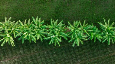 A perfect aerial top-down view of a straight row of lush green banana plants contrasting with neatly cultivated rice fields on either side. High quality photo