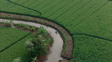 An aerial view of a winding irrigation canal flowing through lush green rice paddies, with a lone farmer working in the water. High quality photo