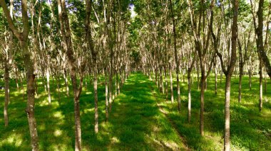 Sakin bir kauçuk ağaç ormanı, sıralı uzun, ince ağaçlar ve güneş ışığıyla yıkanmış canlı yeşil bir çim yolu. Yüksek kalite fotoğraf
