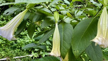 Narin beyaz ve soluk sarı Brugmanya Melekleri Trompet çiçekleri yeşil yaprakların ve dalların arasında doğal bir ortamda zarifçe asılı duruyor. Yüksek kalite fotoğraf
