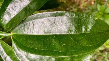 Geniş, parlak, koyu yeşil bir yaprağın yakın çekimi belirgin damarlarını ve pürüzsüz dokusunu gözler önüne seriyor. Yüksek kalite fotoğraf