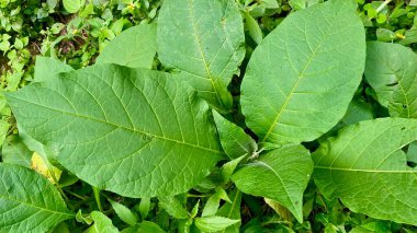 Geniş, canlı, yeşil Nicotiana tabacum tütün bitkisinin yakın planında belirgin damarlar ve pürüzlü bir doku bulunur ve doğal bir ortamda gelişir. Yüksek kalite fotoğraf