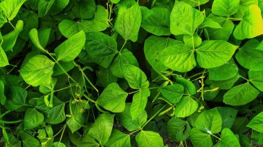 Yeşil fasulyeler sebze bahçesinde yetişir. Sebze bahçesinde taze fasulye yetişiyor. Yeşil fasulye. Tarım