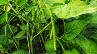 Yeşil fasulyeler sebze bahçesinde yetişir. Sebze bahçesinde taze fasulye yetişiyor. Yeşil fasulye. Tarım