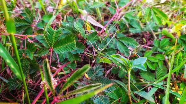 stock image Shame plant Mimosa Pudika Leaves. Mimosa Pudika (Putri Malu) is one of the herbal plants that is good for male virility. mimosa pudica flowers.