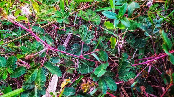 stock image Shame plant Mimosa Pudika Leaves. Mimosa Pudika (Putri Malu) is one of the herbal plants that is good for male virility. mimosa pudica flowers.