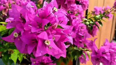 Bougainvillea çiçekleri rüzgarla sallanıyor. Bahçedeki Bougainvillea 'nın Muhteşem Çiçekleri. Pembe Bougainvillea Çiçeği.