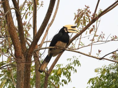 Assam 'da Doğulu Pied Hornbill