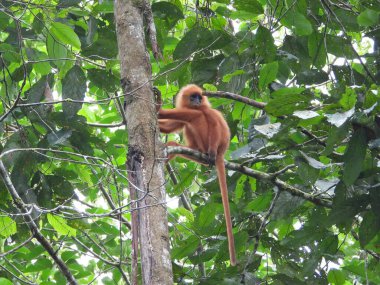 Borneo yağmur ormanlarında Kırmızı Yaprak Maymun