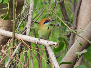 Meksika ormanında Russet taçlı Motmot.