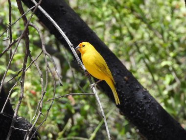 Saffron Finch Peru güneşine tünedi