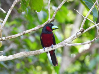 Borneo yağmur ormanlarında kırmızı-siyah Broadbill