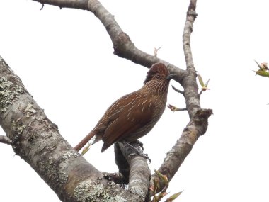 Çizgili Laughingthrush Bhutan güneşinde tünedi.