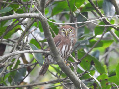 Ormandaki bir dalda, Ferruginous Pigme-Baykuş