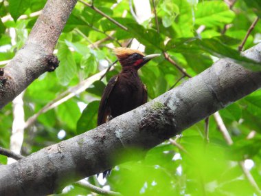 Kestane Ağaçkakanı bir dala tünemiş