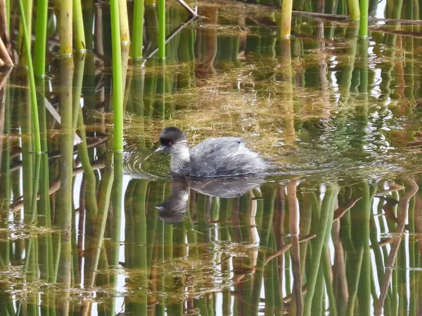 Sazlıklara yansıyan gümüşi Grebe