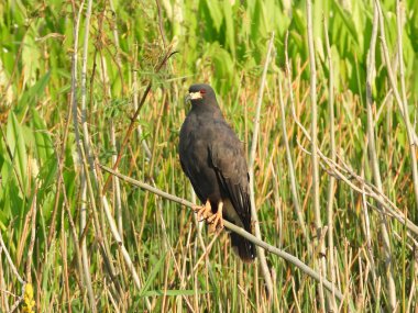 Salyangoz Uçurtması sazların arasında dikkatlice oturur.