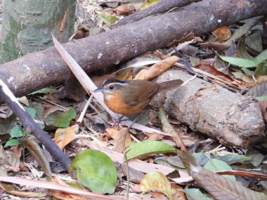 Siyah şapkalı geveze orman zemininde sinsice dolaşıyor.