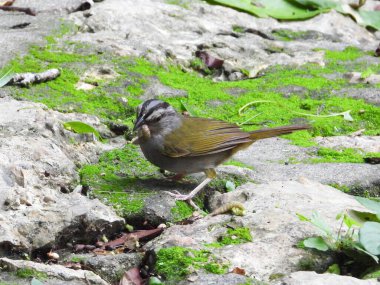 Yeşil sırtlı Serçe yuvaları için tırtıl topluyor.