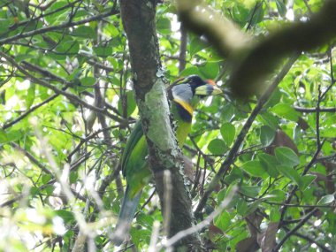 Ateş-önlü Barbet yağmur ormanlarında oturuyor