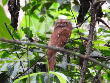 Kısa kuyruklu kurbağa ağızlı ormana tünemiş.