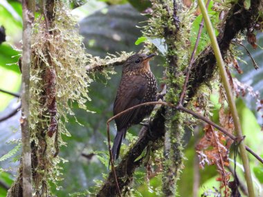 Barbtail yağmur ormanlarında tırmanırken görüldü.