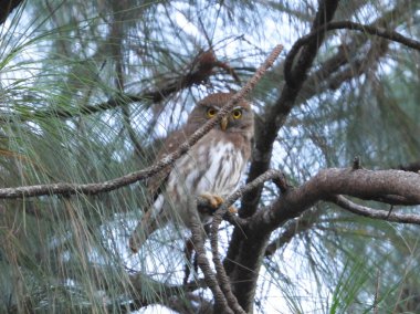 Çam ormanına tünemiş Kuzey Pigme-Baykuşu