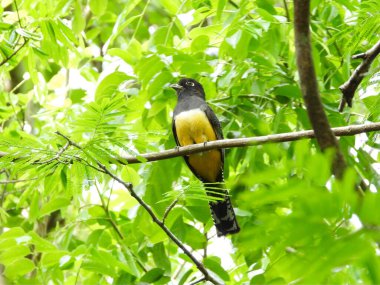 Jartiyer Trogon ormanda tünedi.