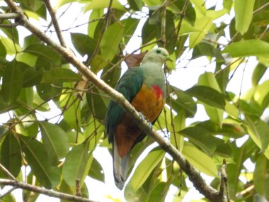 Kırmızı göğüslü meyve güvercini ormana tünedi.
