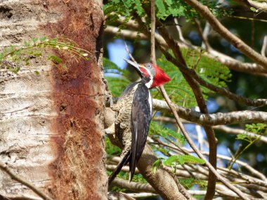 Çizgili ağaçkakan yuvaya tünedi.