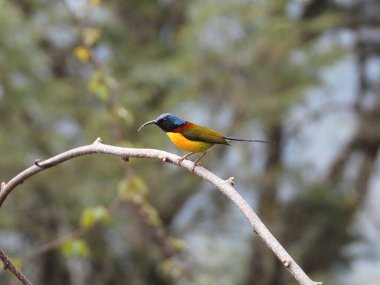 Himalaya ormanına tünemiş yeşil kuyruklu güneş kuşu