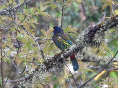 Büyük Barbet Himalaya çam ormanına tünemişti.