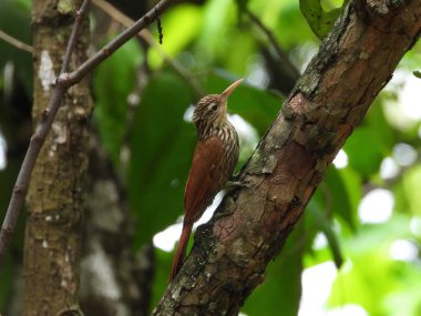 Seri başı olan Oduncu bir dala tünedi.